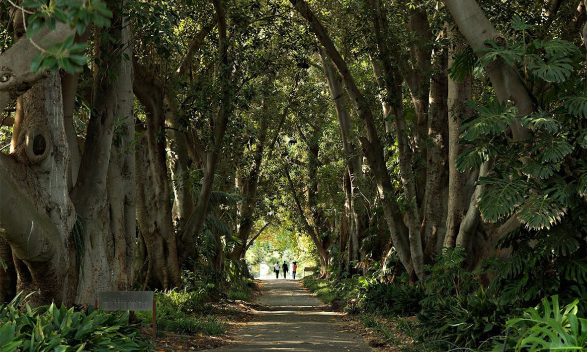 Adelaide Botantic Gardens.jpeg